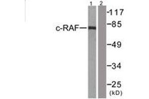 Western blot analysis of extracts from 293 cells, treated with PMA 125ng/ml 30', using C-RAF (Ab-43) Antibody. (RAF1 antibody  (AA 11-60))