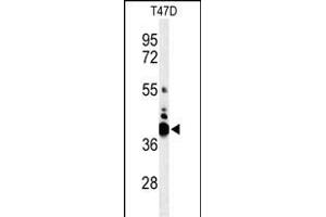 Western blot analysis of VTCN1 Antibody (Center) (ABIN653759 and ABIN2843059) in T47D cell line lysates (35 μg/lane). (VTCN1 antibody  (AA 72-100))