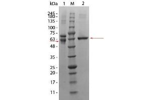 SDS-PAGE (SDS) image for V-Akt Murine Thymoma Viral Oncogene Homolog 3 (Protein Kinase B, Gamma) (AKT3) protein (ABIN5624572)