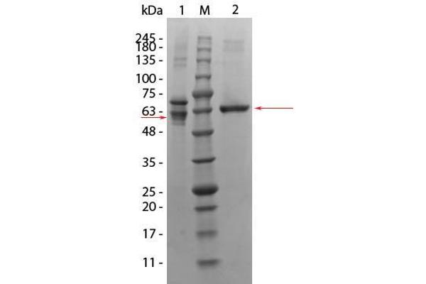 AKT3 Protein