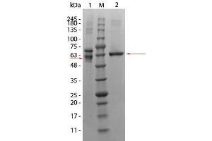 SDS-PAGE of AKT3 Human Recombinant Protein. (AKT3 Protein)
