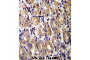 TOR1B Antibody (C-term) immunohistochemistry analysis in formalin fixed and paraffin embedded human stomach tissue followed by peroxidase conjugation of the secondary antibody and DAB staining.