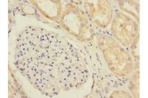 Immunohistochemistry of paraffin-embedded human kidney tissue using ABIN7152246 at dilution of 1:100 (SLC1A7 antibody  (AA 115-220))