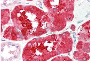 Rabbit Anti-ALDOB antibody  Formalin Fixed Paraffin Embedded Tissue: Human Adult Kidney  Observed Staining: Cytoplasm in hepatocytes Primary Antibody Concentration: 1:600 Secondary Antibody: Donkey anti-Rabbit-Cy3 Secondary Antibody Concentration: 1:200 Magnification: 20X Exposure Time: 0. (ALDOB antibody  (Middle Region))