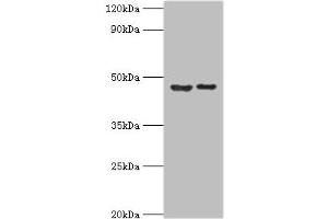 Western blot All lanes: Histone-lysine N-methyltransferase SUV39H2 antibody at 0. (SUV39H2 antibody  (AA 201-410))
