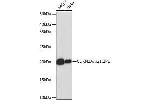 Western blot analysis of extracts of various cell lines, using CDKN1A/p21CIP1 antibody (ABIN7266599) at 1:1000 dilution.