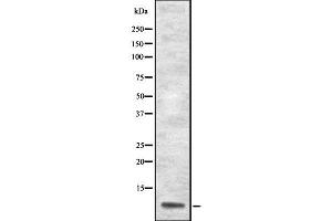 Western blot analysis of APOA2 using HuvEc whole  lysates. (APOA2 antibody  (Internal Region))
