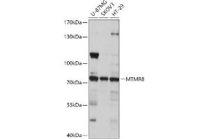 Western blot analysis of extracts of various cell lines, using MTMR8 antibody (ABIN7268766) at 1:1000 dilution. (MTMR8 antibody  (AA 430-560))