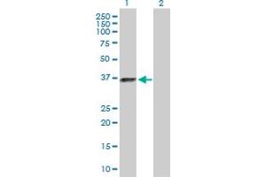 Western Blot analysis of ELAVL3 expression in transfected 293T cell line by ELAVL3 MaxPab polyclonal antibody.