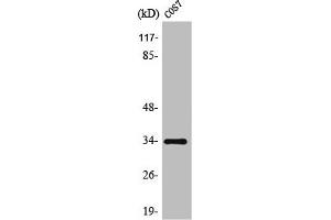 Western Blot analysis of COS7 cells using TRADD Polyclonal Antibody (TRADD antibody  (C-Term))