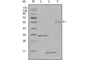 Western Blot showing Ki67 antibody used against truncated Trx-Ki67 recombinant protein (1),truncated Ki67 (aa3118-3256)-His recombinant protein (2) and truncated Ki67 (aa3118-3256)-hIgGFc transfected CHO-K1 cell lysate (3). (Ki-67 antibody  (AA 3118-3256))