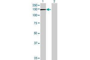 Western Blot analysis of FAM13B1 expression in transfected 293T cell line by FAM13B1 MaxPab polyclonal antibody. (FAM13B antibody  (AA 1-915))