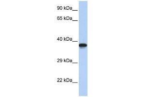 WB Suggested Anti-DMRTC2 Antibody Titration:  0. (DMRTC2 antibody  (N-Term))