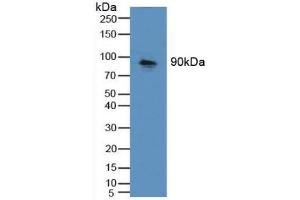 Detection of CDH16 in Mouse Kidney Tissue using Polyclonal Antibody to Cadherin 16 (CDH16) (Cadherin-16 antibody  (AA 37-287))