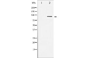Western blot analysis of STAT5B expression in RAW264. (STAT5B antibody  (C-Term))