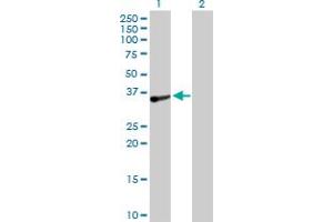 Western Blot analysis of TOMM34 expression in transfected 293T cell line by TOMM34 MaxPab polyclonal antibody. (TOMM34 antibody  (AA 1-309))