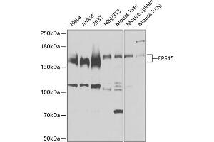 Western blot analysis of extracts of various cell lines, using EPS15 antibody  at 1:3000 dilution. (EPS15 antibody  (AA 660-840))