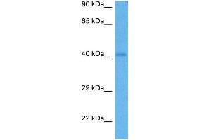 Host:  Rabbit  Target Name:  SOX1  Sample Tissue:  Mouse Heart  Antibody Dilution:  1ug/ml (SOX1 antibody  (Middle Region))
