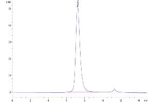 The purity of Biotinylated Human Fc gamma RIIIA is greater than 95 % as determined by SEC-HPLC. (FCGR3A Protein (His-Avi Tag,Biotin))