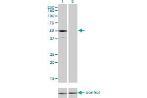 Western Blotting (WB) image for anti-Ubiquitin Protein Ligase E3 Component N-Recognin 2 (UBR2) (AA 1-100) antibody (ABIN565040)