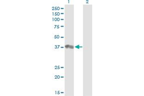 PTPN18 antibody  (AA 1-351)
