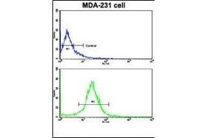 Flow cytometric analysis of MDA-231 cells using ACTN4 Antibody (C-term)(bottom histogram) compared to a negative control cell (top histogram). (alpha Actinin 4 antibody  (C-Term))