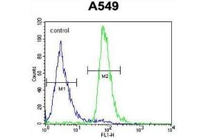 ALOX12B Antibody (C-term) flow cytometric analysis of A549 cells (right histogram) compared to a negative control cell (left histogram). (ALOX12B antibody  (C-Term))