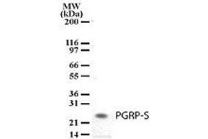 Image no. 1 for anti-Peptidoglycan Recognition Protein 1 (PGLYRP1) (AA 165-180) antibody (ABIN208153) (PGLYRP1 antibody  (AA 165-180))