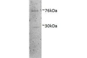 ABIN4902609 (1µg/ml) staining of Porcine MII Oocytes lysate (35µg protein in RIPA buffer). (DVL1 antibody)