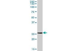 BPHL MaxPab polyclonal antibody. (BPHL antibody  (AA 1-274))