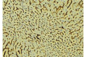 ABIN6276677 at 1/100 staining Mouse liver tissue by IHC-P. (PROC antibody  (Internal Region))