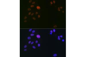 Immunofluorescence analysis of U2OS cells using SUPT5H/SPT5 Rabbit mAb (ABIN7270878) at dilution of 1:100 (40x lens). (SUPT5H antibody)