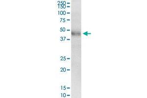 KRT8 MaxPab rabbit polyclonal antibody. (KRT8 antibody  (AA 1-483))