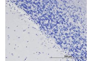 Immunohistochemistry (IHC) image for anti-Teneurin 3 (ODZ3) antibody (ABIN5929799) (TENM3 antibody)