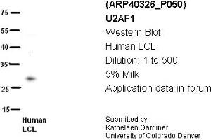Image no. 2 for anti-U2 Small Nuclear RNA Auxiliary Factor 1 (U2AF1) (N-Term) antibody (ABIN2778748) (U2AF1 antibody  (N-Term))