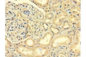 Immunohistochemistry of paraffin-embedded human kidney tissue using ABIN7143040 at dilution of 1:100