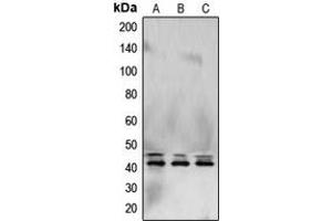 Western blot analysis of ERK1/2 expression in HeLa (A), NIH3T3 (B), PC12 (C) whole cell lysates. (ERK1/2 antibody  (C-Term))