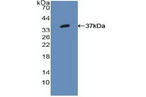 Western blot analysis of recombinant Human IRF1. (IRF1 antibody  (AA 11-276))