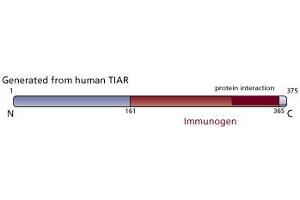 Image no. 3 for anti-TIA1 Cytotoxic Granule-Associated RNA Binding Protein-Like 1 (TIAL1) (AA 161-365) antibody (ABIN967917) (TIAL1 antibody  (AA 161-365))