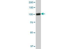VCAM1 MaxPab polyclonal antibody. (VCAM1 antibody  (AA 1-739))