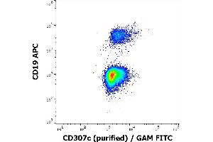 Flow cytometry multicolor surface staining of human lymphocytes stained using anti-human CD19 (LT19) APC antibody (10 μL reagent / 100 μL of peripheral whole blood) and anti-human CD307c (H5) purified antibody (1,7 μg/mL, GAM-FITC). (FCRL3 antibody)