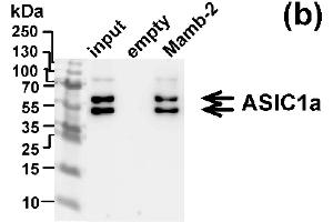 Western blot analysis of the ASIC1 subunits extraction from membrane fraction of mel P cells by affinity chromatography on NHS-sepharose resin coupled with mambalgin-2 (n = 3).