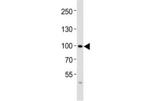 Western blot analysis of lysate from SW480 cell line using FGFR4 antibody at 1:1000. (FGFR4 antibody  (N-Term))