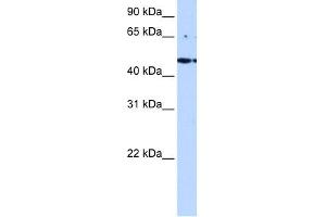 LYK5 antibody used at 0.