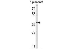 UBE2Q2 Antibody (Center) western blot analysis in human placenta tissue lysates (35 µg/lane).