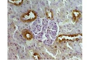 Rat kidney tissue was stained by Anti-Autoxin (369-391) (Human, Mouse) Serum (ENPP2 antibody  (AA 369-391))
