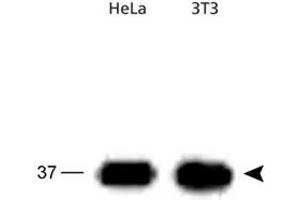 Western blot analysis of APEX1 in HeLa and 3T3 cell lysates using APEX1 polyclonal antibody . (APEX1 antibody)