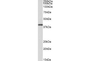 ABIN625823 (0. (GNAQ antibody  (AA 162-175))