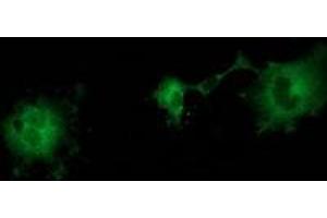 Anti-ZFP36 mouse monoclonal antibody (ABIN2454203) immunofluorescent staining of COS7 cells transiently transfected by pCMV6-ENTRY ZFP36 (RC202049). (ZFP36 antibody)