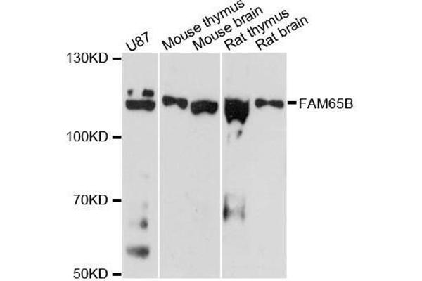 FAM65B antibody  (AA 1-210)